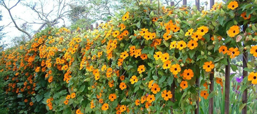 Тунбергия крылатая (Thunbergia alata) смесь