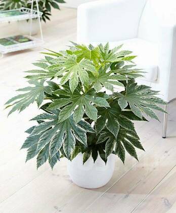 Фатсия японская Спайдерс Веб (Fatsia japonica 'Spider's Web')