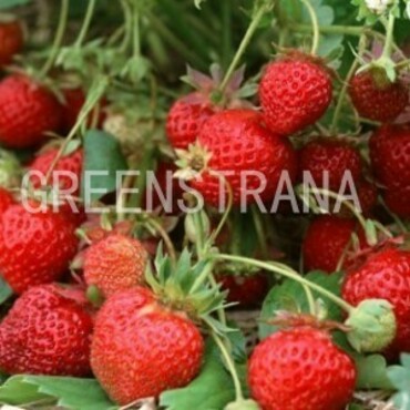 Земляника садовая Бениция (Fragaria x ananassa 'Benicia')