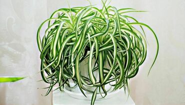 Хлорофитум (Chlorophytum)