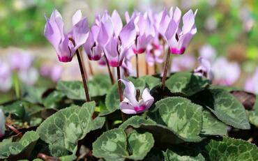 Цикламен (Cyclamen)
