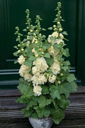 Шток-роза Спринг Селебритиз Микс (Alcea rosea 'Spring Celebrities Mix') (мальва)