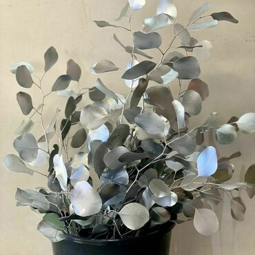 Эвкалипт серебряный (Eucalyptus gunnii)