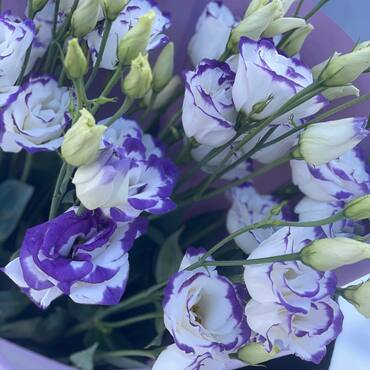 Эустома (Eustoma)