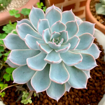 Эхеверия (Echeveria peacockii)