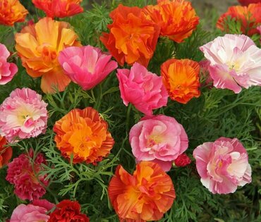 Эшшольция калифорнийская (Eschscholzia californica)