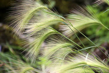 Ячмень гривастый (Hordeum jubatum)