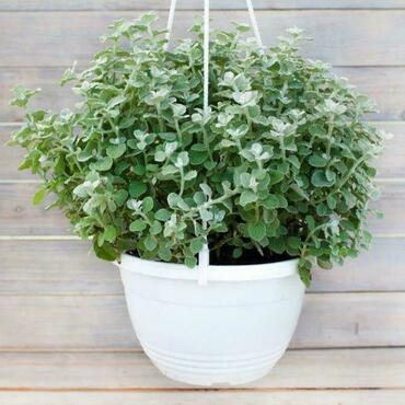 Гелихризум (Helichrysum)