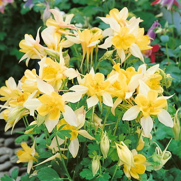 Аквилегия гибридная Спринг Меджик Еллоу (Aquilegia x hybrida 'Spring Magic Yellow')