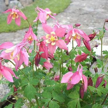 Аквилегия гибридная Спринг Меджик Микс (Aquilegia x hybrida 'Spring Magic Mix')