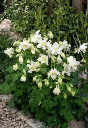 Аквилегия гибридная Спринг Меджик Нейви энд Уайт (Aquilegia x hybrida 'Spring Magic Navy and White')