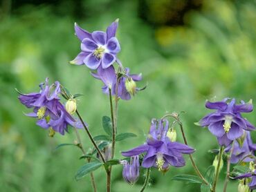 Аквилегия обыкновенная (Aquilegia vulgaris)