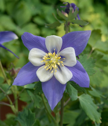 Аквилегия обыкновенная Ёрлибёрд Блю Уайт (Aquilegia vulgaris 'Earlybird Blue White')