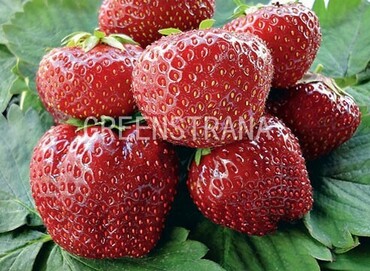 Земляника садовая Вима Занта (Fragaria x ananassa 'Vima Zanta')