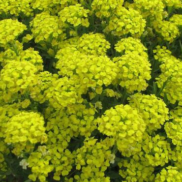 Алиссум горный Моунтан Голд (Alyssum montanum 'Mountain Gold')