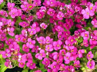 Арабис кавказский Литтл Треже Дип Роуз (Arabis caucasica 'Little Treasure Deep Rose')