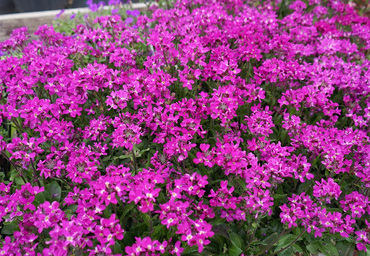 Арабис реснитчатолистный Роуз Делайт (Arabis blepharophylla 'Rose Delight')