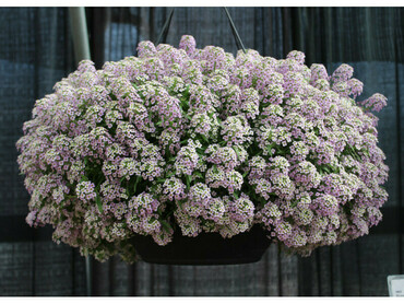 Алиссум (Alyssum)