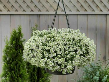 Алиссум ампельный (Alyssum)