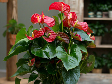 Антуриум (Anthurium)