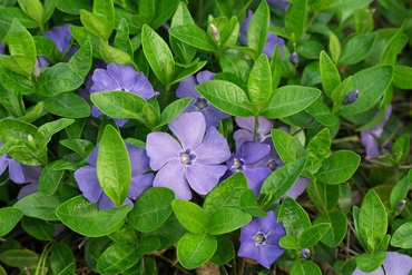 Барвинок (Vinca)