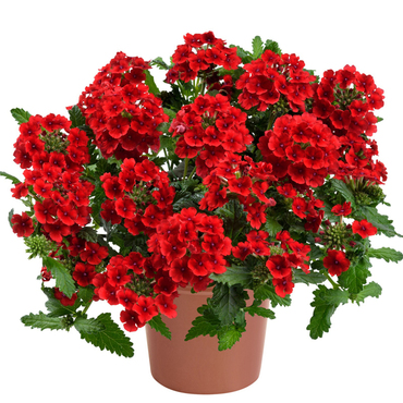 Вербена ампельная (Verbena)