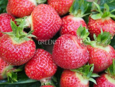 Земляника садовая Флоренс (Fragaria x ananassa 'Florence')