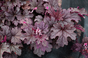 Гейхерелла гибридная Плам Каскад (x Heucherella 'Plum Cascade')