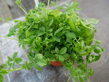 Гиностемма (Gynostemma)