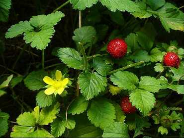 Земляника (Fragaria)