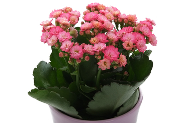 Каланхое (Kalanchoe)