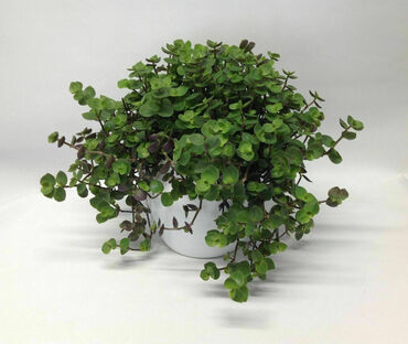 Каллизия (Callisia)