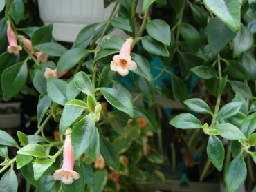Кодонанта (Codonanthe) Колумния