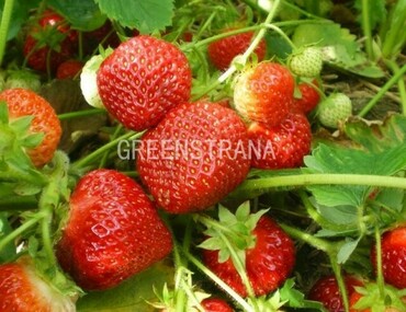 Земляника садовая Сударушка (Fragaria x ananassa 'Sudarushka')