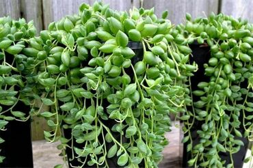 Крестовник (Senecio)