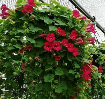 Лофоспермум (Lophospermum)