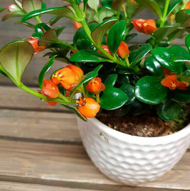 Нематантус (Nematanthus gregarius) (Гипоцирта)