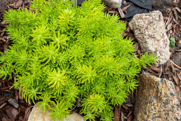 Очиток отогнутый Лемон Болл (Sedum reflexum 'Lemon Ball')