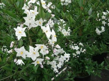 Паслен жасминовидный (Solanum jasminoides)