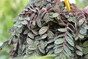 Пеллиония (Pellionia)