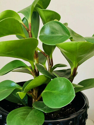 Пеперомия (Peperomia) в ассортименте