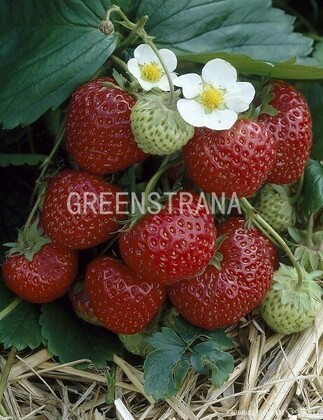 Земляника садовая Пандора (Fragaria x ananassa 'Pandora')