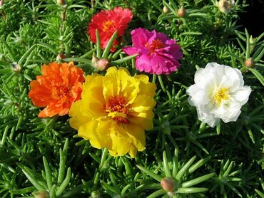Портулак (Portulaca)