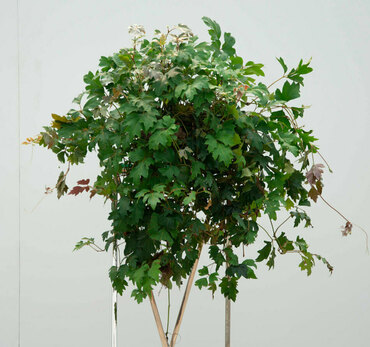 Роициссус (Rhoicissus)