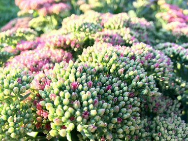 Седум (Sedum)