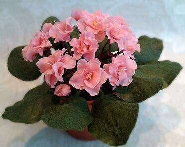 Сенполия (Saintpaulia) (фиалка)