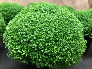 Солейролия (Soleirolia soleirolii) (Гелксина)