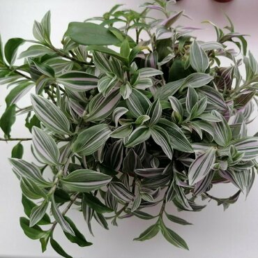 Традесканция (Tradescantia)