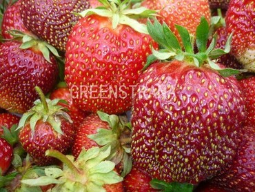 Земляника садовая Камароза (Fragaria x ananassa 'Camarosa')