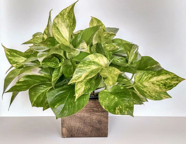 Эпипремнум (Epipremnum) (Сциндапсус)